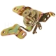 Purchase Top-Quality Carburetor Choke Pull-Off by BLUE STREAK (HYGRADE MOTOR) - CPA245 pa3