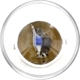 Purchase Top-Quality Step Or Courtesy Light by PHILIPS - P21WLLB2 pa92