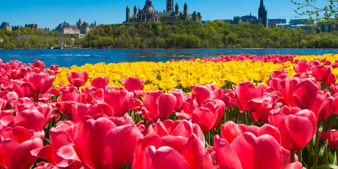The Top 21 Canadian Tulip Festivals & Road Trip Adventures