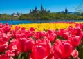 The Top 21 Canadian Tulip Festivals & Road Trip Adventures