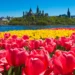 The Top 21 Canadian Tulip Festivals & Road Trip Adventures